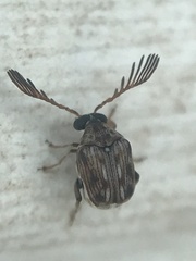 Megacerus cubiculus