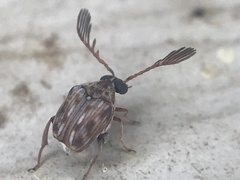 Megacerus cubiculus