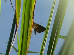 Poanes viator