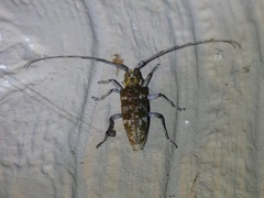 Monochamus titillator