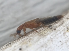 Distremocephalus texanus