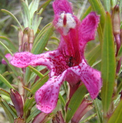 Esterhazya eitenorum