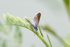 Echinargus isola