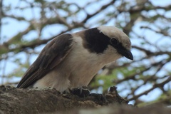 Eurocephalus ruppelli