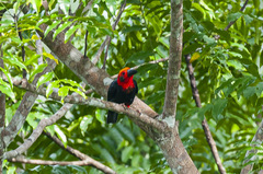 Pityriasis gymnocephala