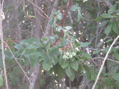 Passiflora viridiflora