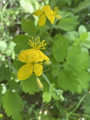 Chelidonium majus