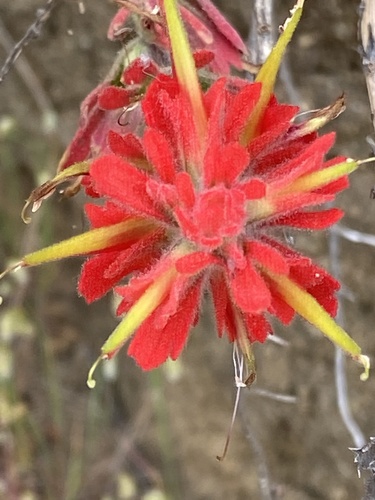 Coast Indian paintbrush (Castilleja affinis)