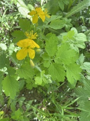 Chelidonium majus