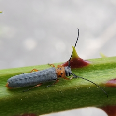 Oberea quadricallosa