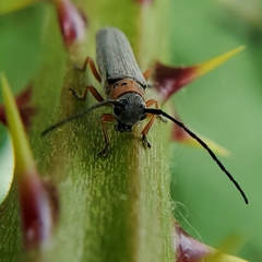 Oberea quadricallosa