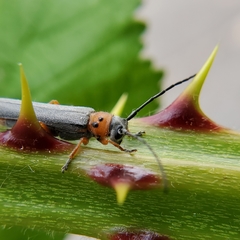 Oberea quadricallosa