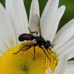 Cylindromyia bicolor