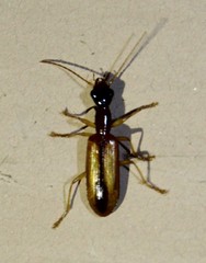 Leptotrachelus dorsalis