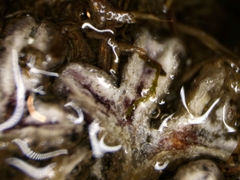 Riccia beyrichiana