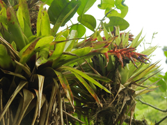 Tillandsia excelsa
