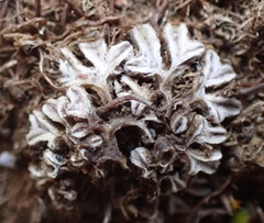 Riccia beyrichiana