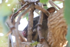Trichosurus vulpecula arnhemensis