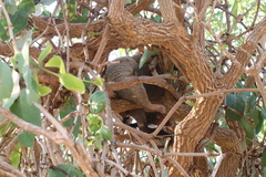 Trichosurus vulpecula arnhemensis