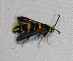 Synanthedon decipiens