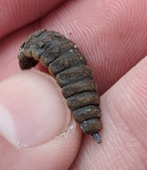 Hermetia illucens
