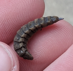 Hermetia illucens