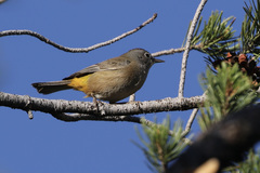 Leiothlypis crissalis