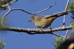 Leiothlypis crissalis