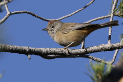 Leiothlypis crissalis