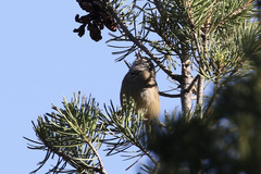 Leiothlypis crissalis