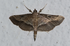 Cnaphalocrocis pilosa
