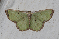 Zamarada eogenaria cosmiaria