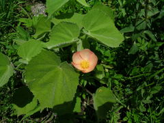 Callianthe pauciflora