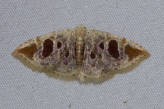 Eublemma ignefusa