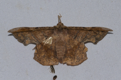 Fascellina chromataria
