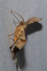 Fascellina chromataria