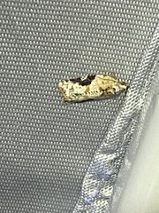 Proteoteras crescentana