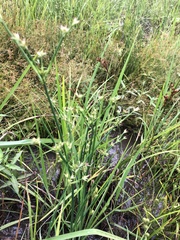 Juncus validus