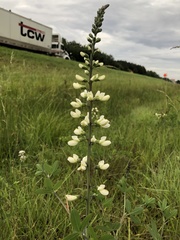 Baptisia alba macrophylla