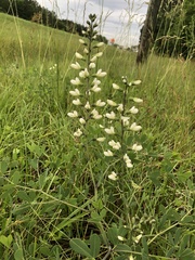 Baptisia alba macrophylla