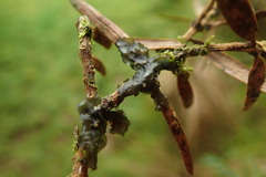 Collema leucocarpum