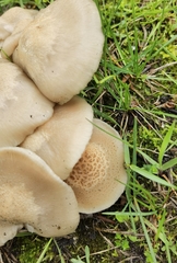 Entoloma clypeatum