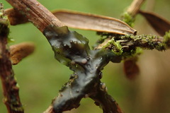 Collema leucocarpum