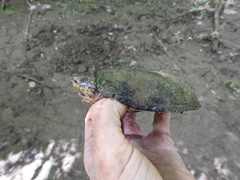 Sternotherus peltifer