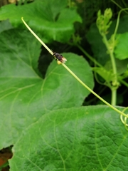 Tetragonilla collina