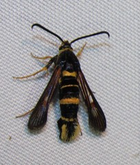 Synanthedon decipiens