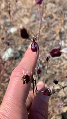 Streptanthus glandulosus niger