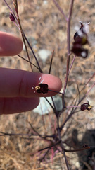 Streptanthus glandulosus niger