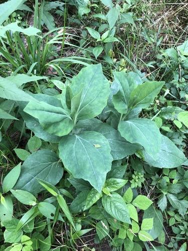Arnoglossum ovatum, photograph 5