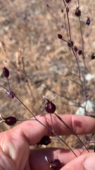 Streptanthus glandulosus niger